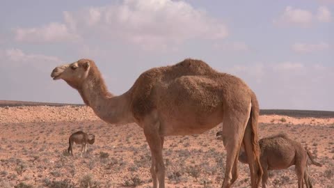 Desert Voices (Arabian)