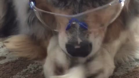 Dog wearing safety goggles while eating bone treat