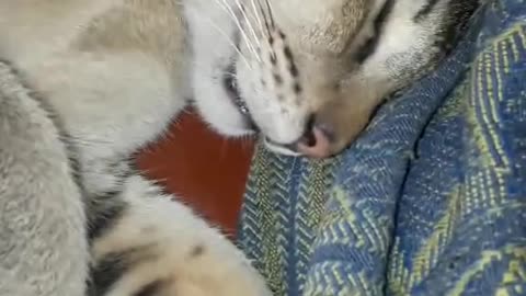 Deep sleep cat