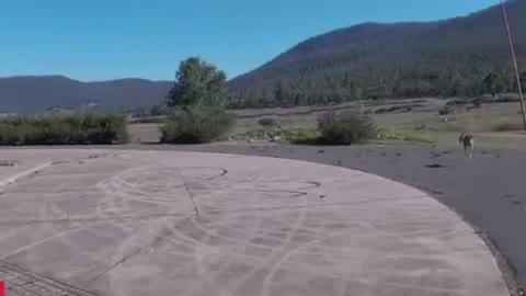 Funny kangaroo with a man landing parachute. (Cute Video)