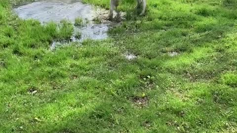 Mom on Zoom Meeting Can't Stop Lab from Puddle Splashing