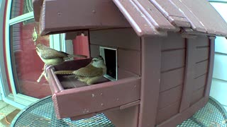 Carolina wrens making a nest