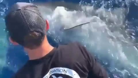 Shark Attack on Human | Amazing Footage