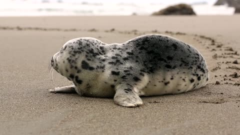 Cute baby seal in the beach