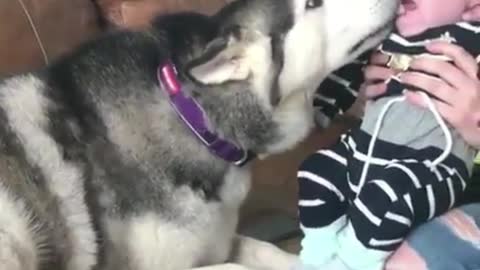The dog kissed the baby, the baby cried, and the dog almost stood up haha