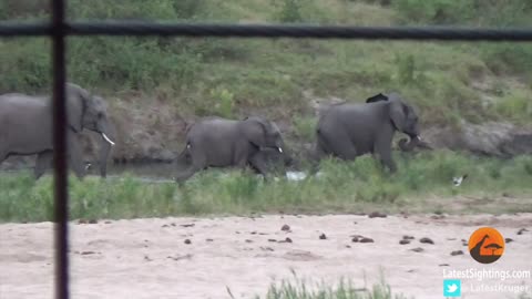 Baby Elephant's Excitement Results In An Adorable Tumble Downhill