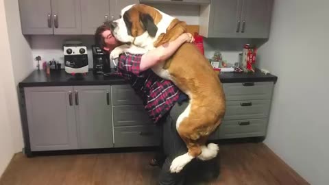 When Your Big Dog Truly Believes That He's a Baby!