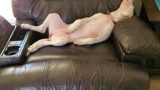 Lazy Dog Lounges Comfortably on Chair