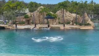 Dolphins show in SeaWorld