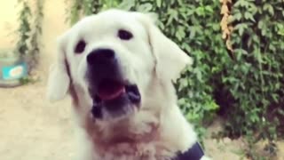 Golden retriever misses a treat thrown at him