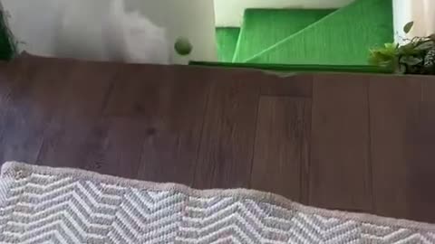 Cute Cats Playing in home