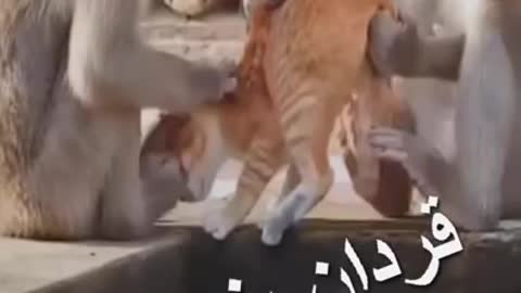 Monkeys and cat interaction