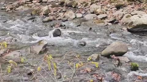 Great Smoky Mountain National Park Stream