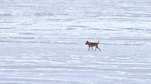 Dog Running on Frozen Bay