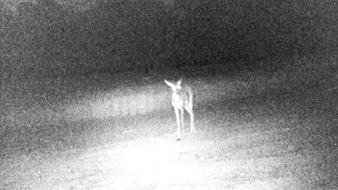 And yet more deer videos!