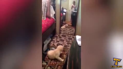 These golden retrievers will make you laugh your HEAD OF - Funny dog compilation
