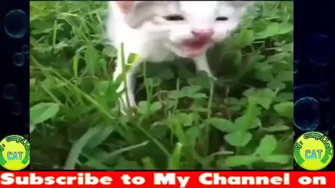 Funny Cats ,Try Not To Laugh , Challenge ,Funny Cute Kitten ,Funny Cat & Dog