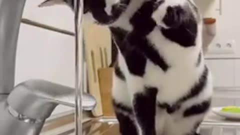 Naughty cat make fun with water tap