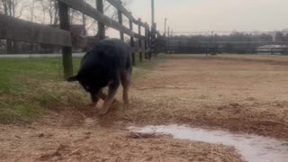 Sissy the Water-Obsessed Dog on Duty