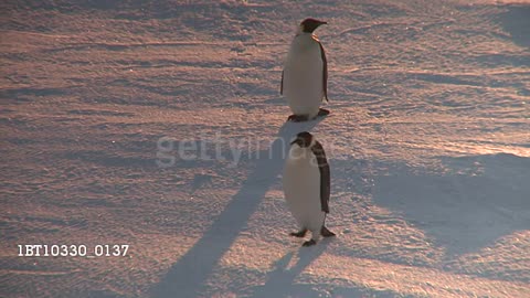 An Emperor Penguin waddles away from its mate.