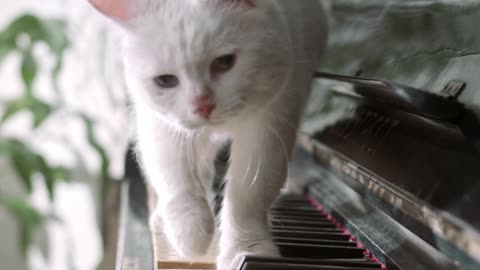Cat walking on top of the piano