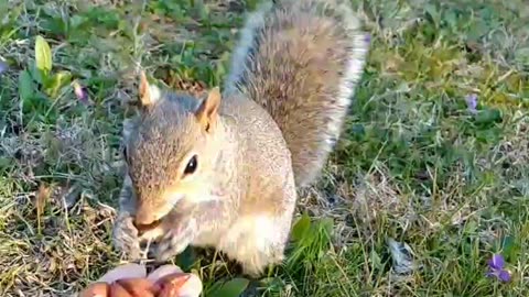 Almonds and peanuts for Mika The Squirrel 🐿️.