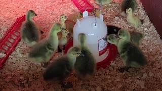 Week old ducklings and goslings.