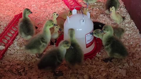 Week old ducklings and goslings.