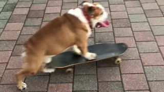 Skateboarding Pooch