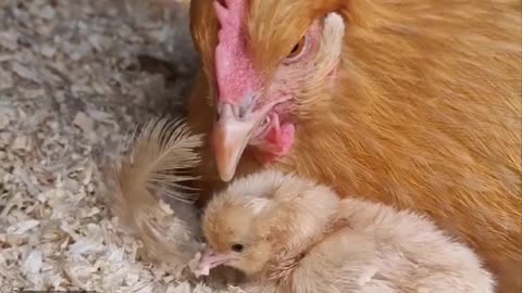 Hen chicks feeding