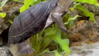 Little turtle swimming