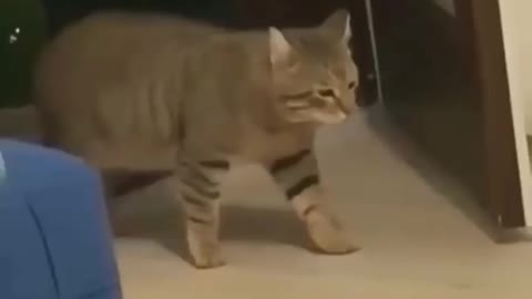 Cat funny video