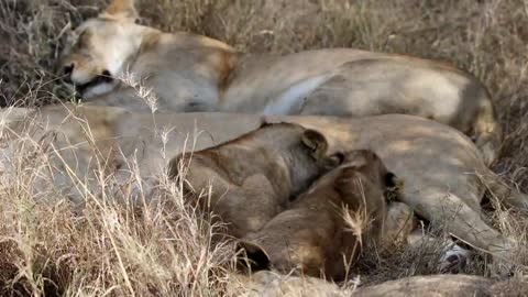 Amazing Africa Wildlife, Serengeti in 4K - Tanzania Safari