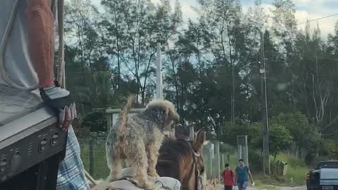 Dog Rides to Town on Horse Friend