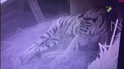 Tigress 'Sheela' Gives Birth To 5 Cubs At Bengal Safari Park