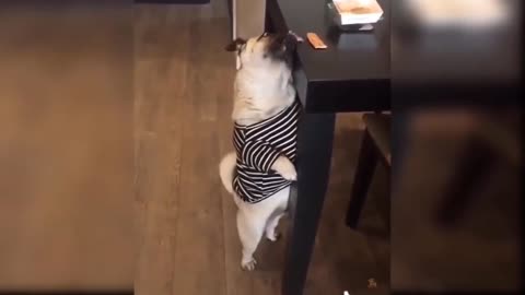 Cute and Funny Dog Videos funny :D