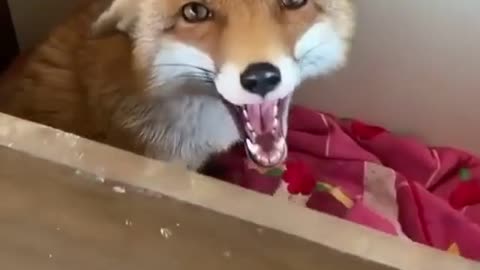 🦊 Achei a caçadora escondida hihi🦊