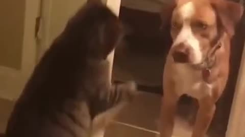 SO FUNNY😂😂 Super Dogs And Cats Reaction Videos ▶️1