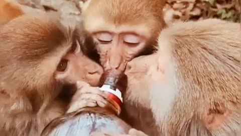 Monkey enjoy wines