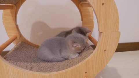 When the kitten wakes up to eat, it will fly away while meowing