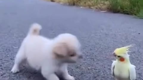 Puppy playing with parrot 🦜