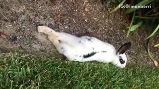 Black and white bunny eating grass