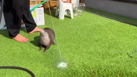 新しいプールに大喜びのカワウソとキレまくるカワウソ Otters Can't Wait to Swim in New Pool