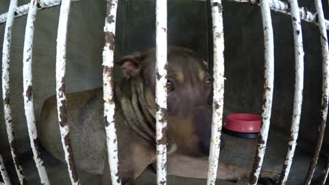 Poor Stray Dog in Animal Shelter with Sad Eyes