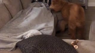 Owner Pranks Dog By Hiding