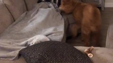 Owner Pranks Dog By Hiding