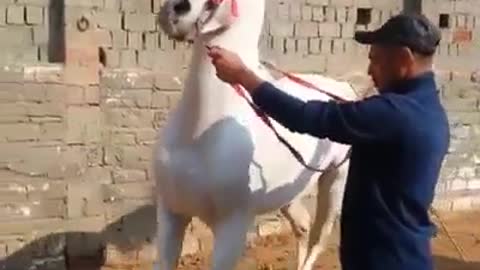 Train new white horse
