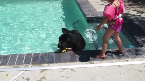 Giant dog plays fetch in pool with little girl