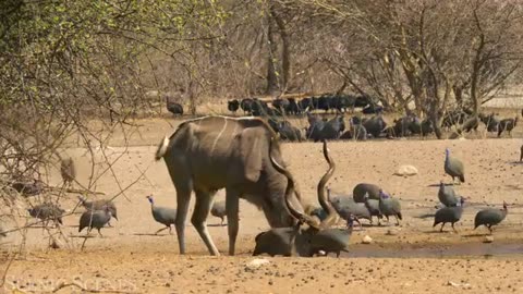 African safari || Amazing wildlife of African Savanna