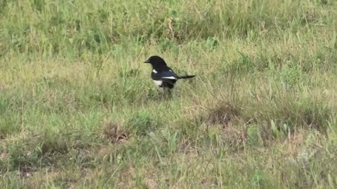 Black-billed Magpie